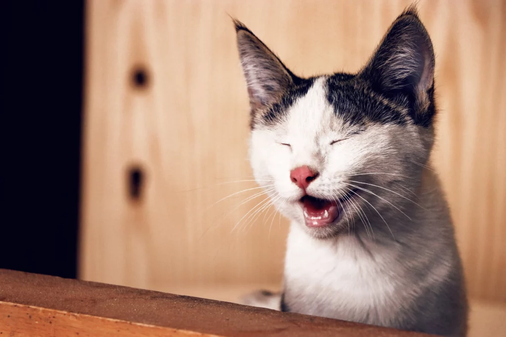 Cat laughing on wood